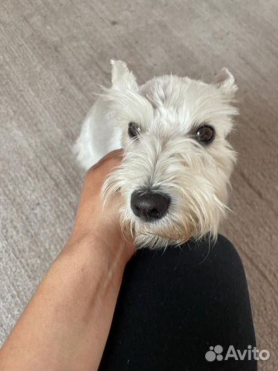 Собаки щенки