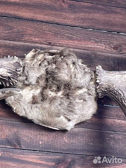 Рога лося красивые