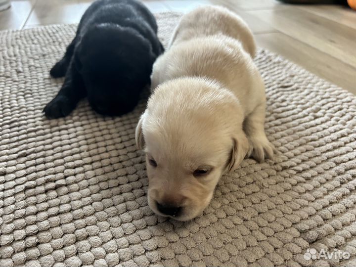 Щенки лабрадора