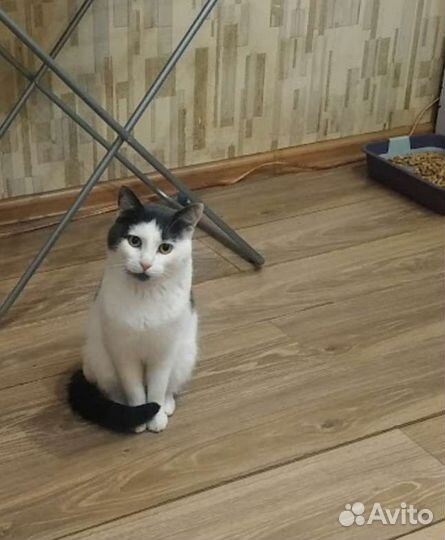 Котик бесплатно