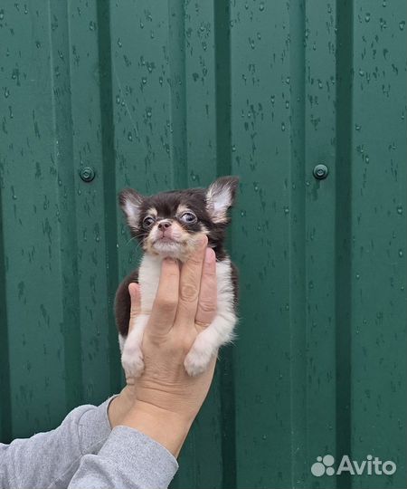 Мини красотка Чихуахуа