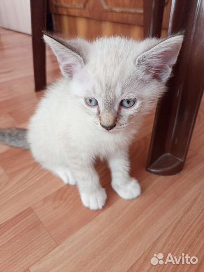 Дымчатый котенок