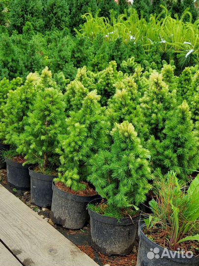 Ель канадская Дейзи Уайт, с2