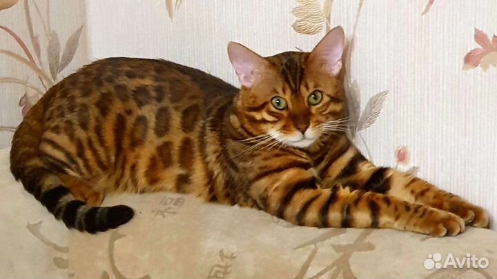 Бенгальский кот вязка