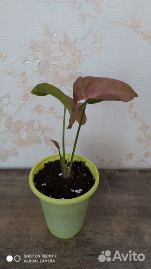 Сингониум неон Пинк