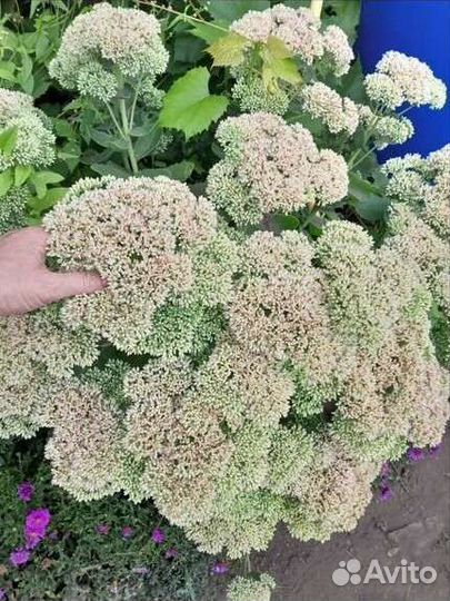 Растения садовые