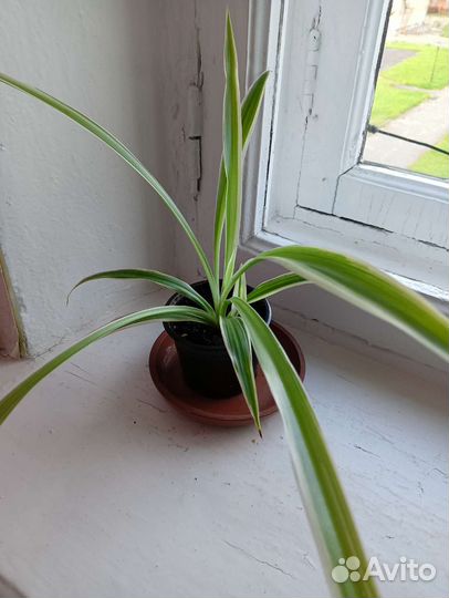 Хлорофитум