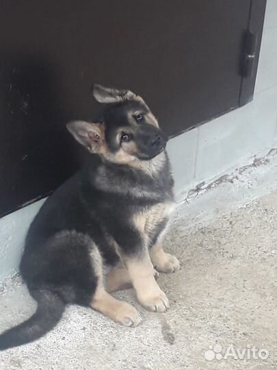 Восточноевропейская овчарка