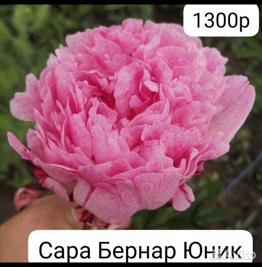 Пионы саженцы корни