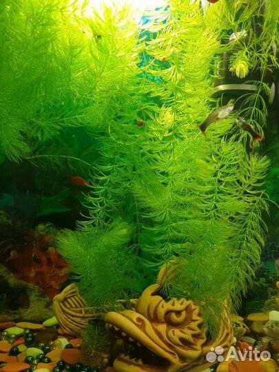 Новый аквариум