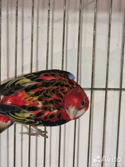 Попугай розелла