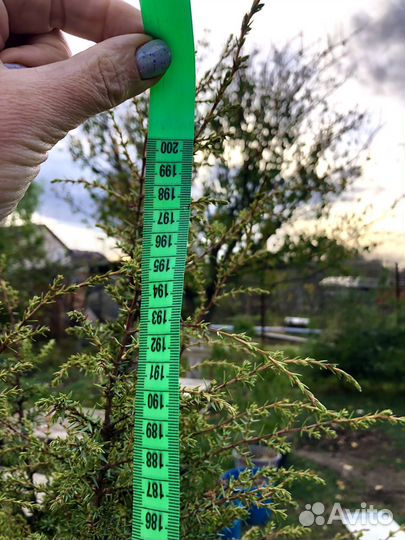 Можжевельник