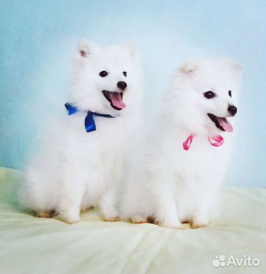 Японский шпиц