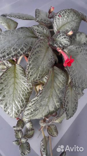 Комнатные растения цветы