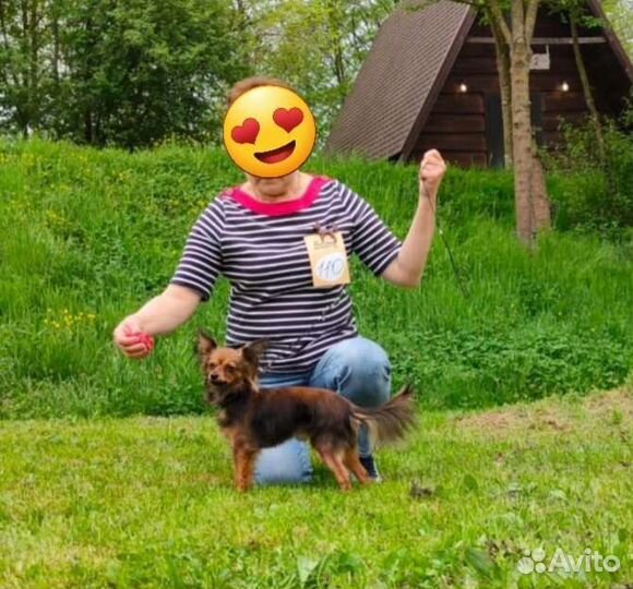 Русский Той-терьер