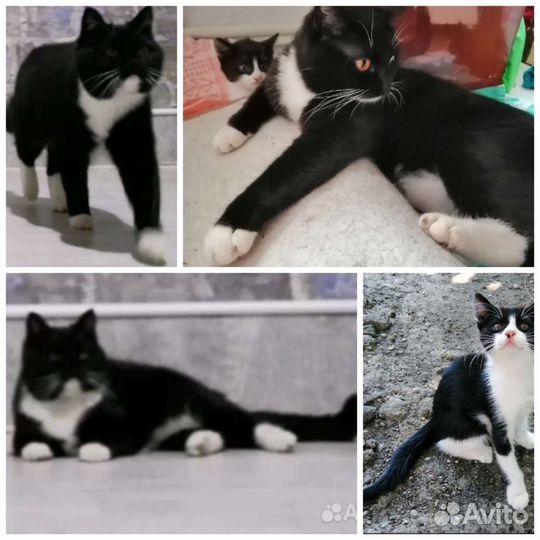 Кошки