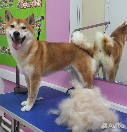 Груминг собак и кошек