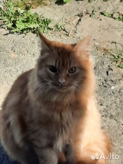 Кошка в дар бесплатно