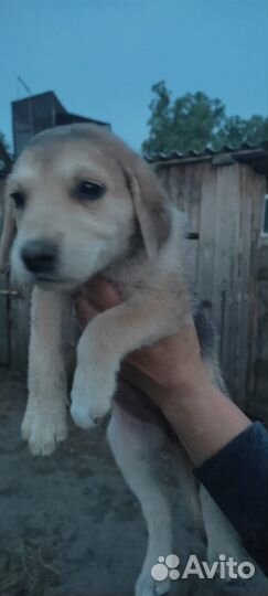 Щенки русской гончей