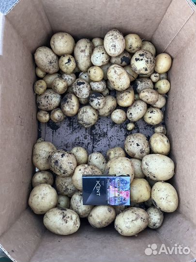 Картофель оптом