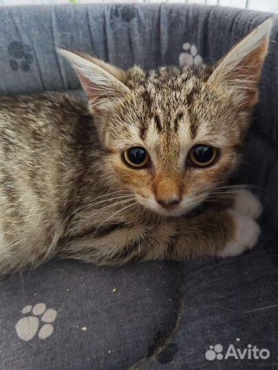 Котеночек Буся очень хочет Домой