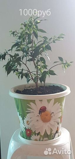 Фикус бенджамина