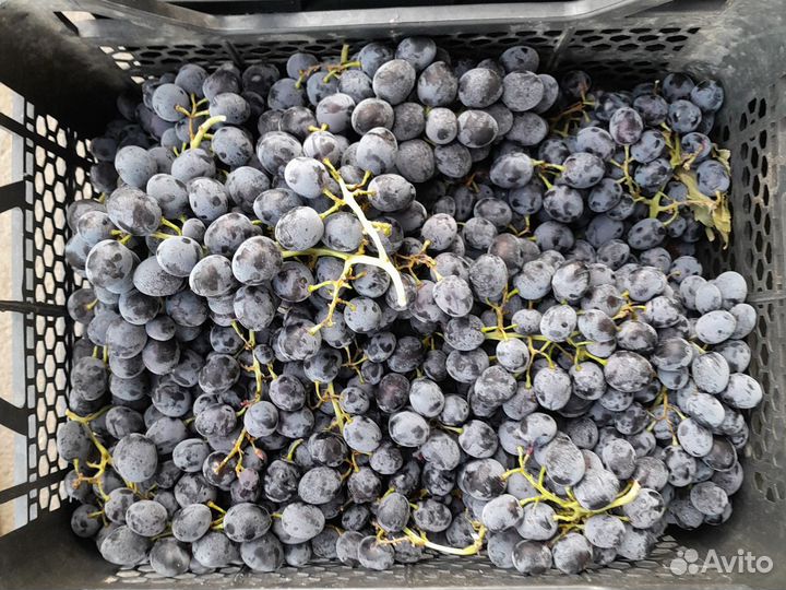 Виноград Молдова под вино