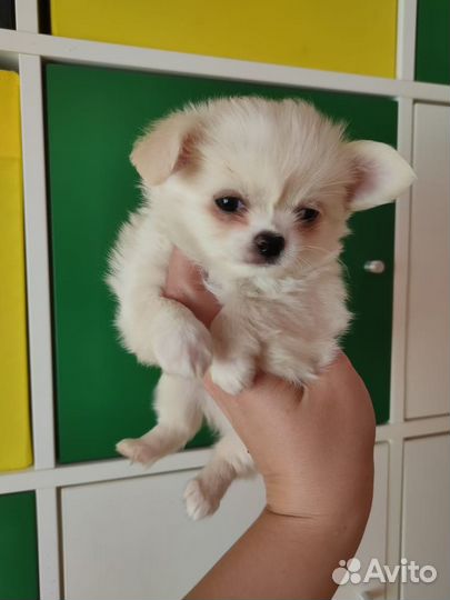 Чихуахуа щенки и под резерв