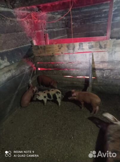 Продам поросят