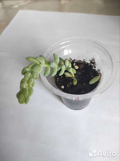 Седум моргана очиток