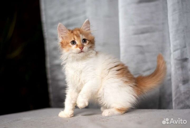 Рыжий пушистый котенок в добрые руки