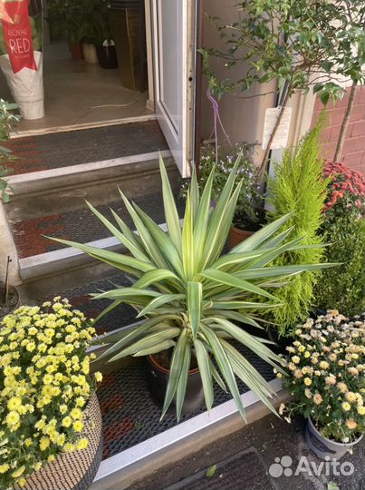 Подарок на новоселье растение в горшке