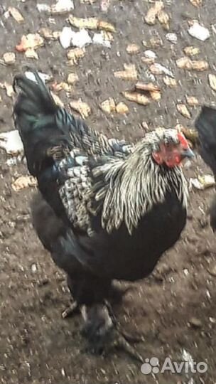 Петухи 5 месяцев