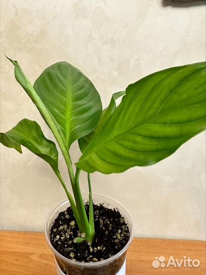 Спатифиллум Толстянка Каланхоэ