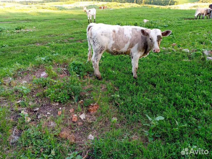 Тёлки, бараны