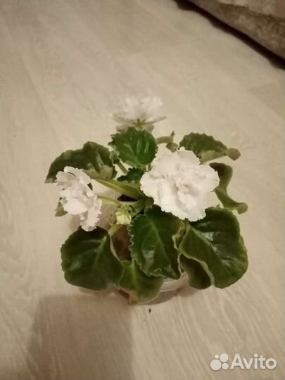 Фиалка белая махровая