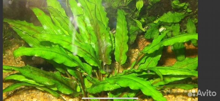 Аквариумные рыбы