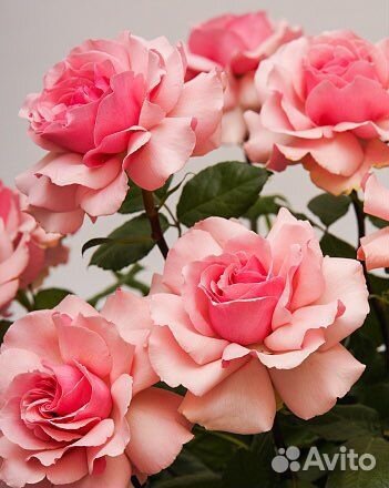 Букеты из роз Софи Лорен