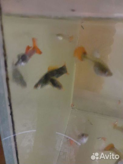 Продам рыбок