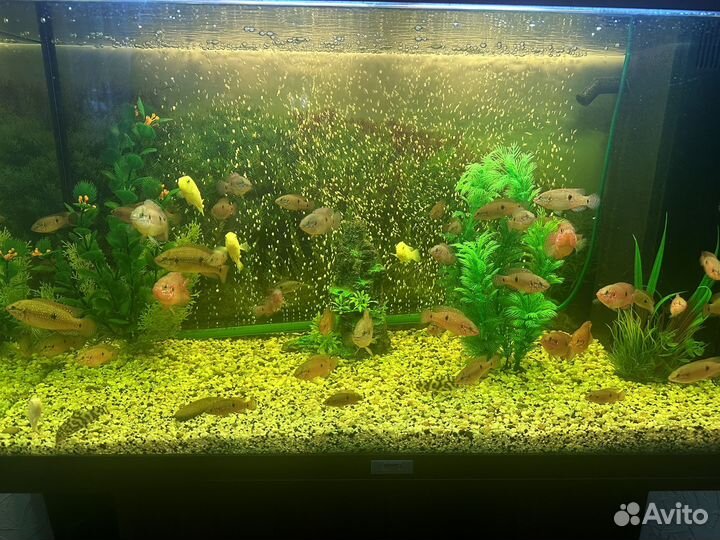 Хромис красавец