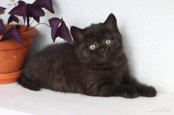 Настоящие британцы с родословной