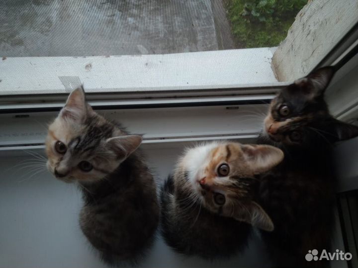 Котята в добрые руки