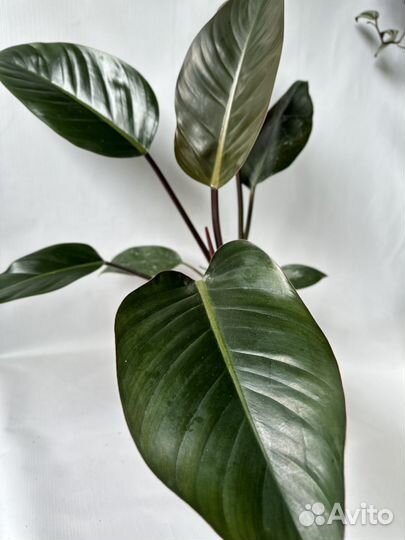 Филодендрон роджо конго