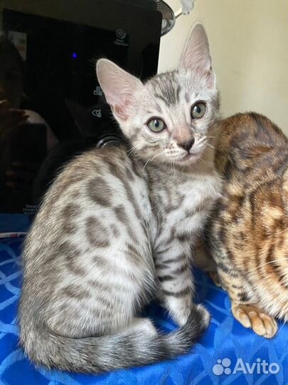 Бенгальская