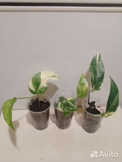 Эпипремнум пиннатум вайт