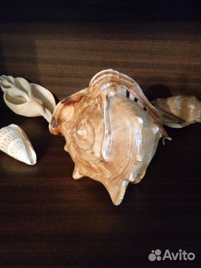 Морские раковины