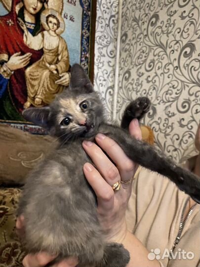 Котята в добрые руки бесплатно