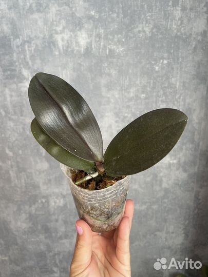 Орхидея angel rose M