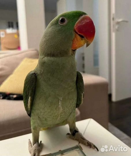 Ручные Ожереловые птенцы