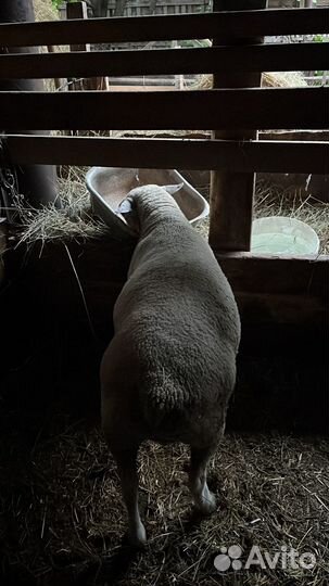 Бараны тексель